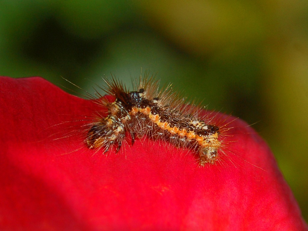 Un piccolo bruco su un petalo di rosa - da determinare